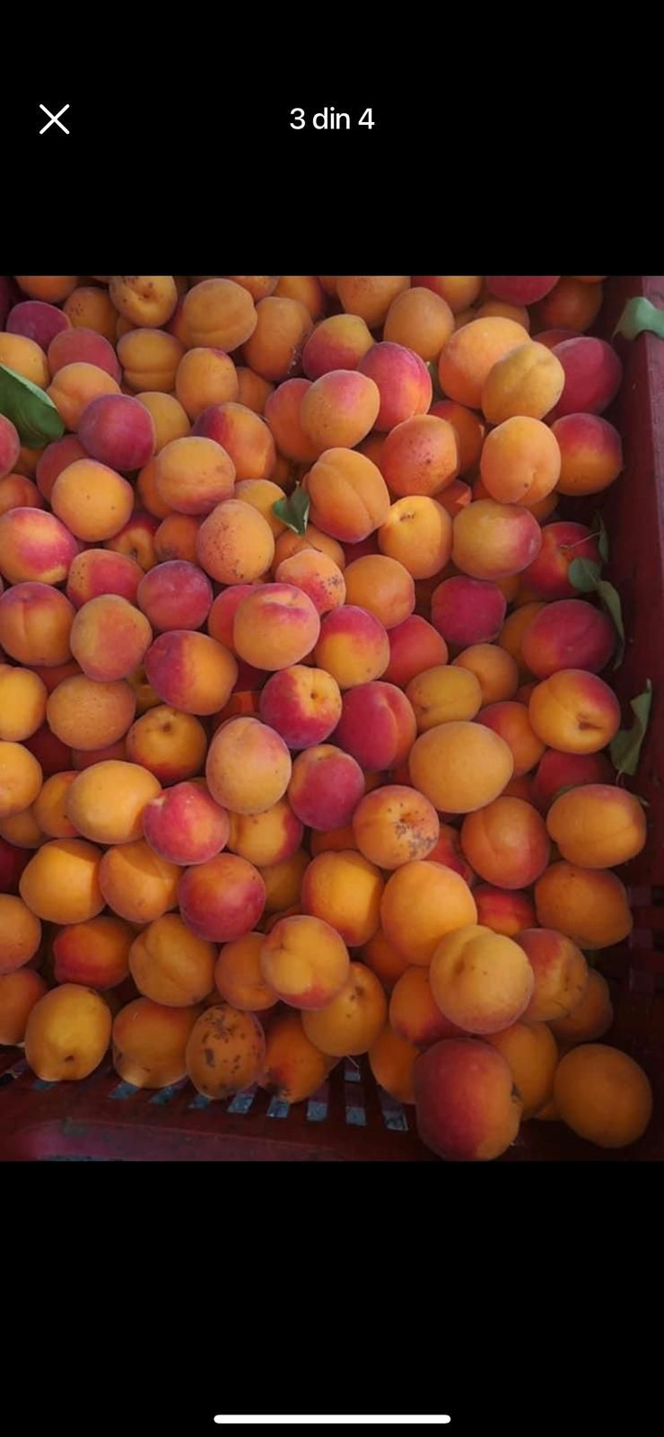 Vând caise românești