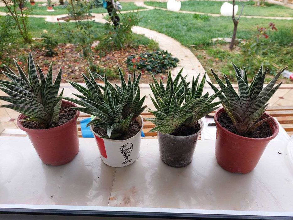 Продаю комнатные цветы