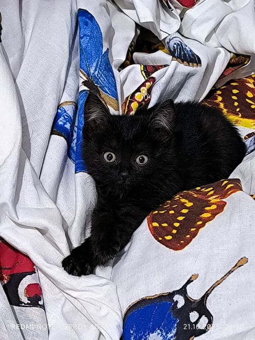 Отдам черного котенка