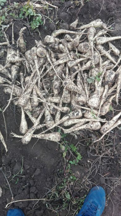 Pastarnac patrunjel morcov ceapa telina