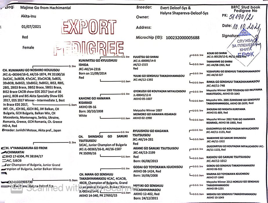 Akita Inu cu pedigree – Cuibul „I” | Tată import Japonia