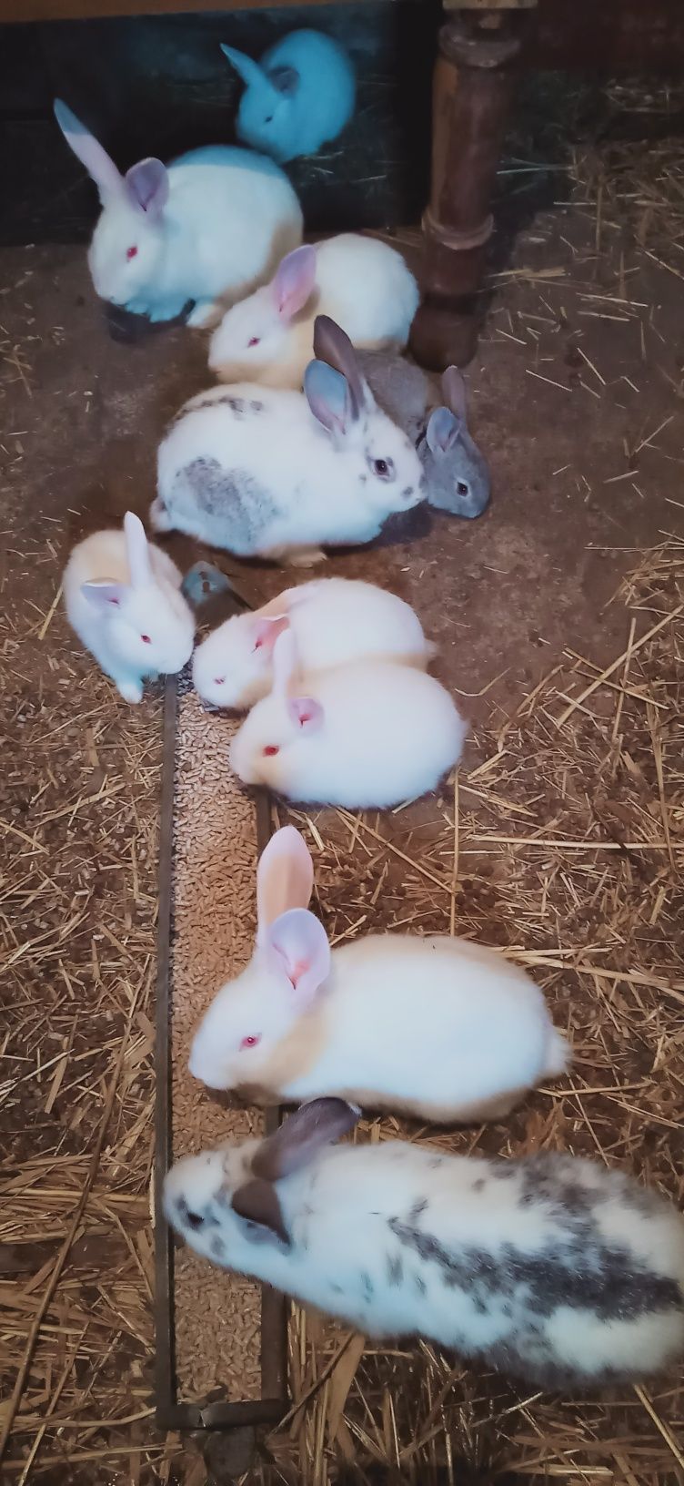 Продам кроликов шиншиллы