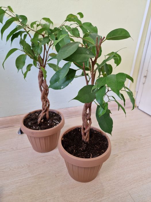 Ficus impletit, benjamina exotic