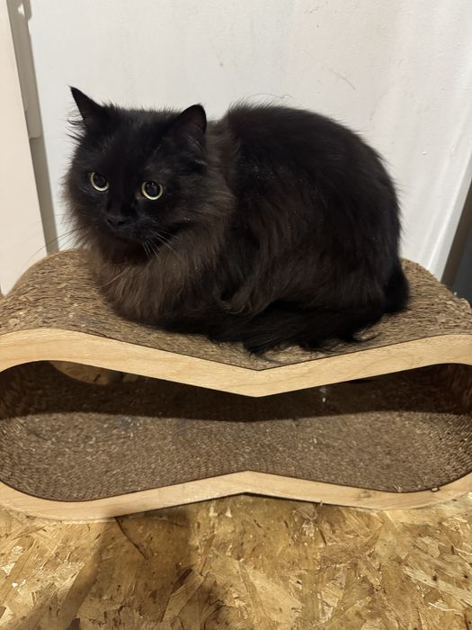 Отдам в добрые руки.