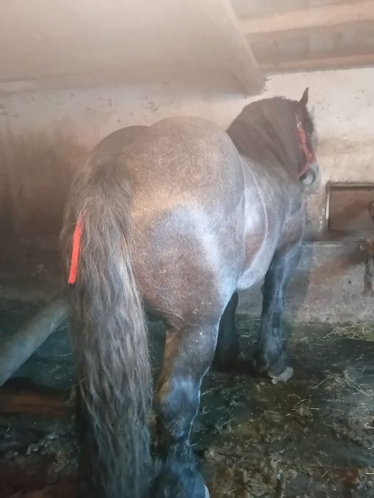 Vand armasar sur culoare coca cola