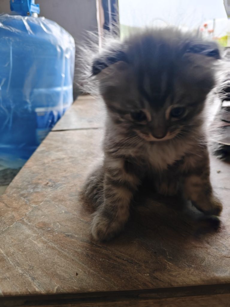 Веслоухие котята