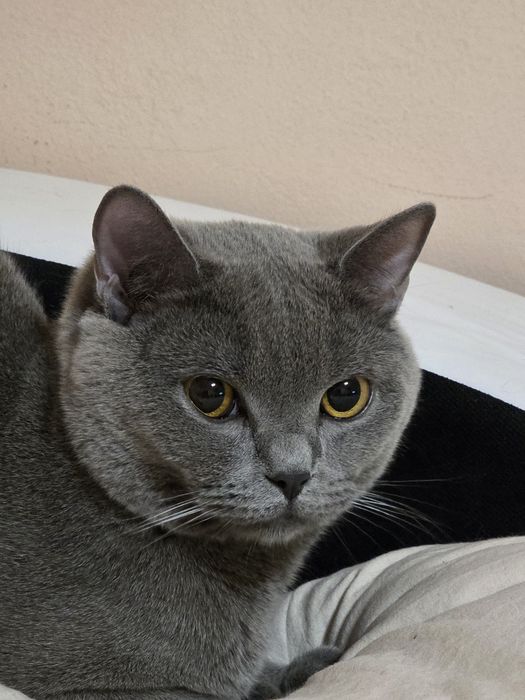 Британска мъжка котка