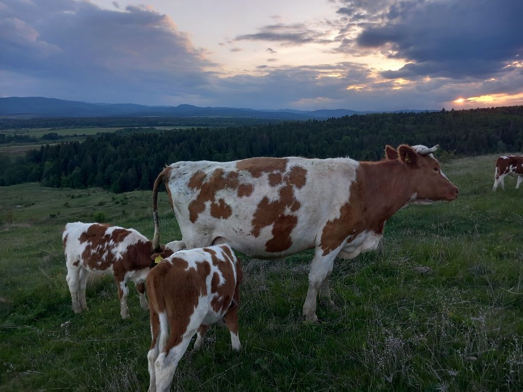 Vaca de vânzare (Bălțată Românească)