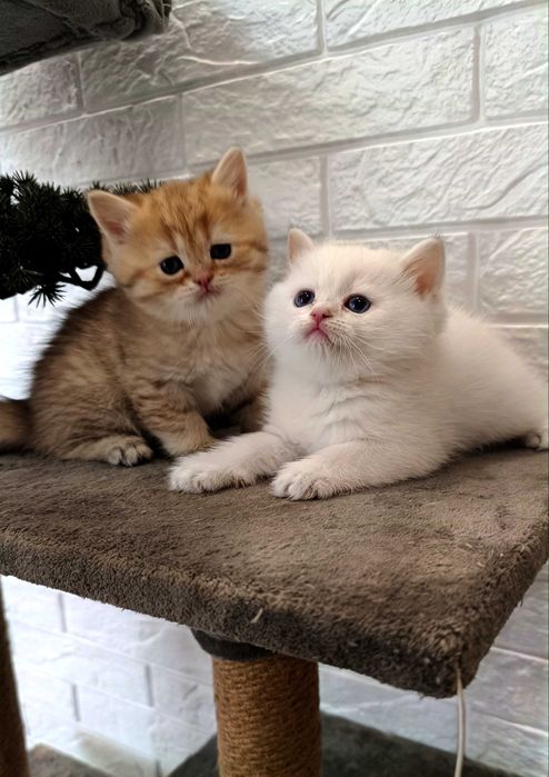 Британские котята