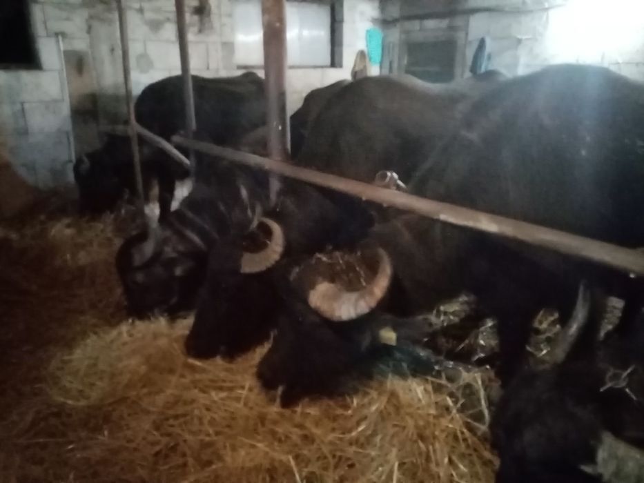 Bivolite de vânzare