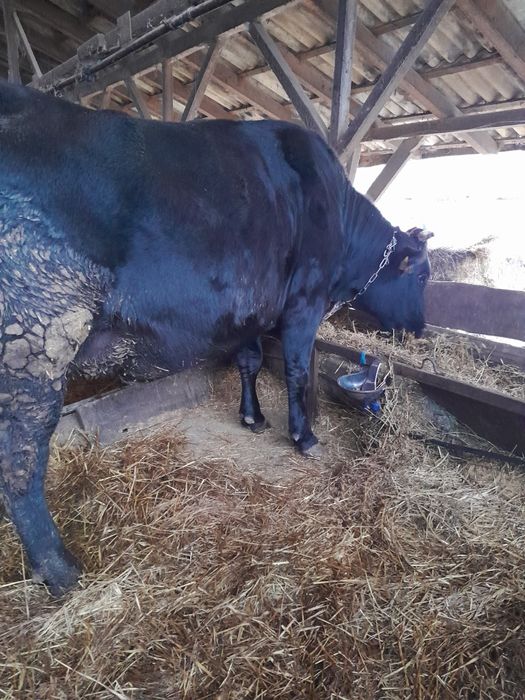 Junică Bălțată de vânzare