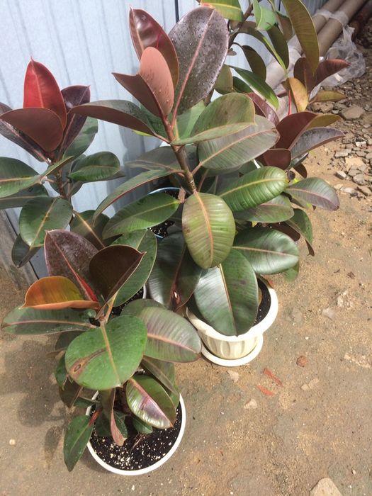 Комнатные цветы, растения фикусы для дома и офиса