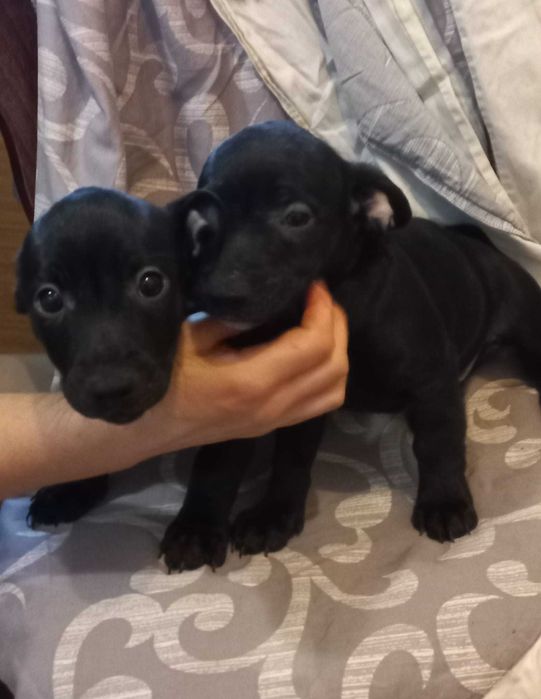 Подарък малки кученца