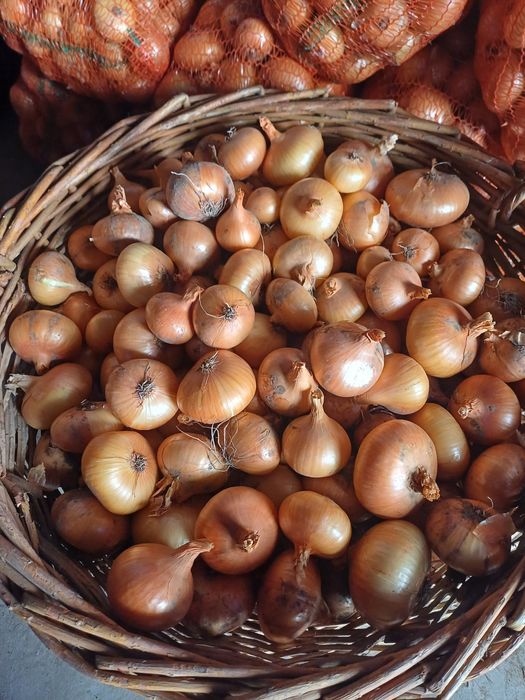 Vând ceapă plata bio