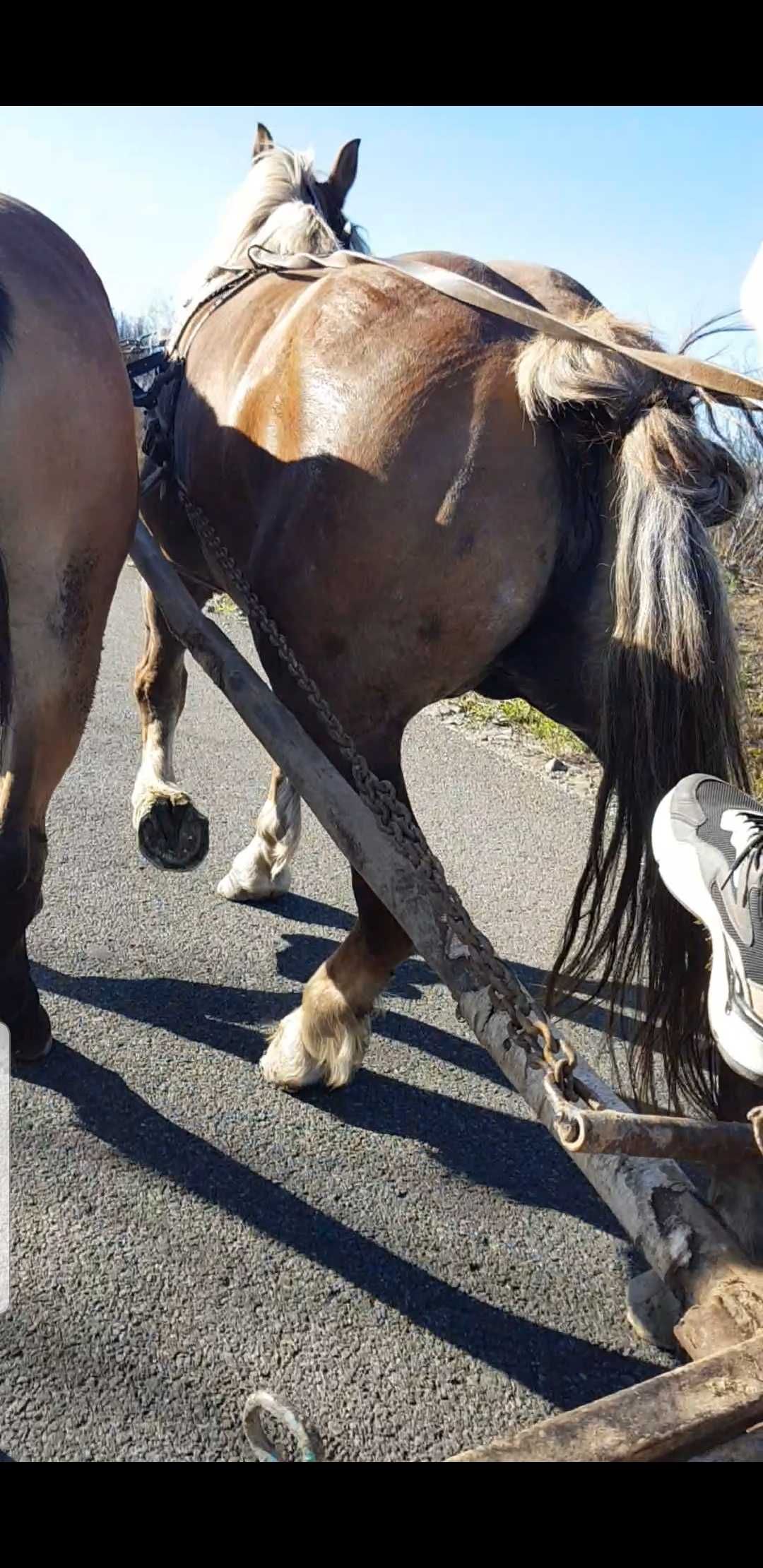 Vand doua iepe una de 7ani si una 12ani garantate schimb cu iapa ghest