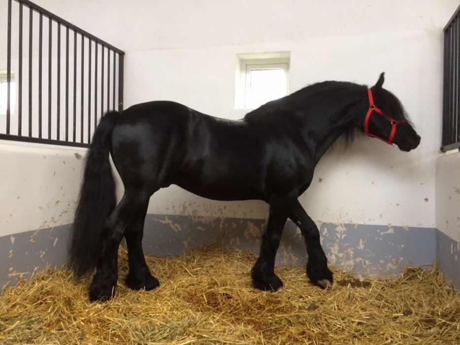 Armăsar Friesian echitaţie Frizian