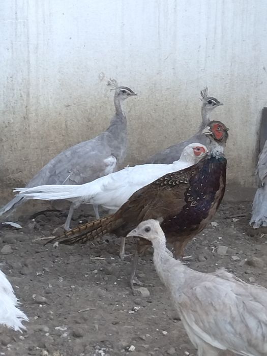 Păun matur și fazani