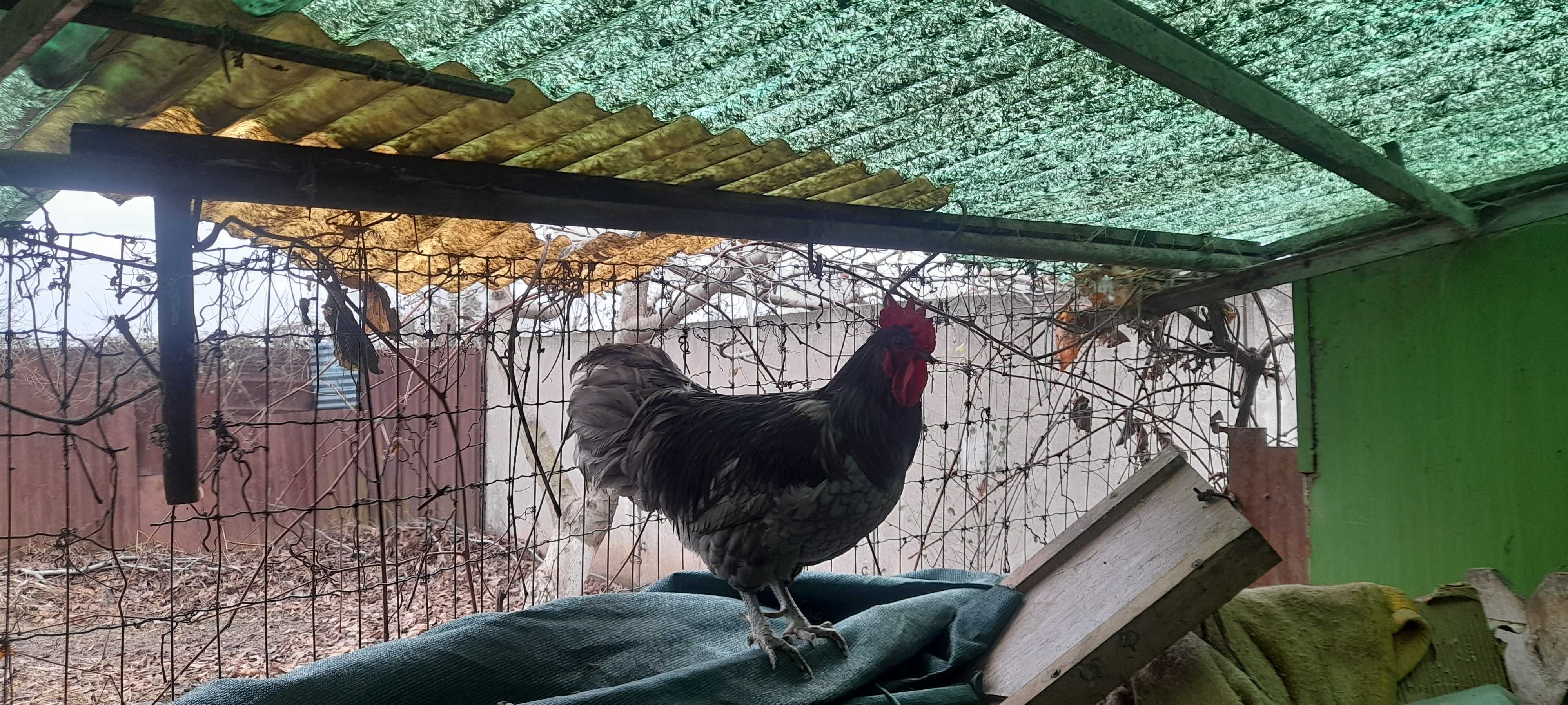 Schimb cocoșul de un an  australorp albastru