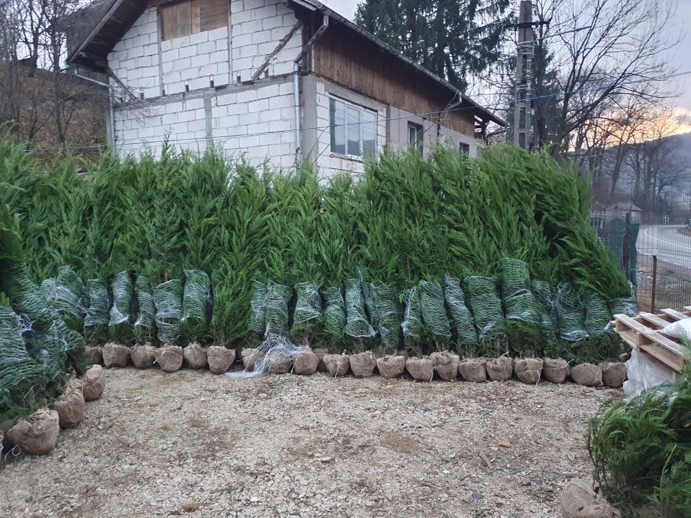 Leylandii chiparos
