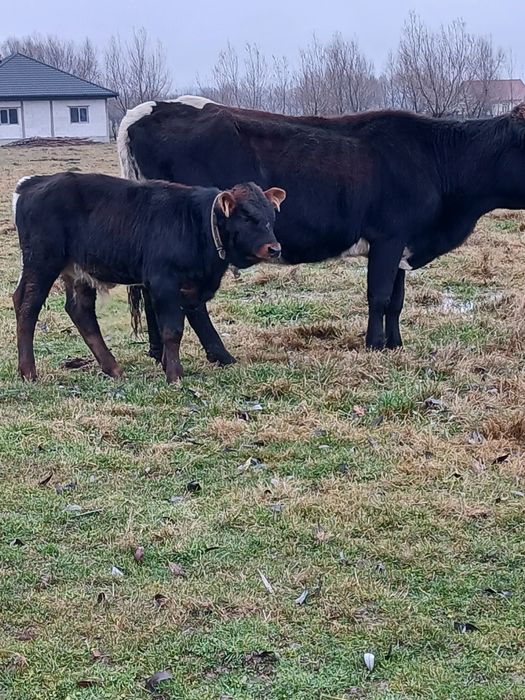 Vaci de vânzare a fata