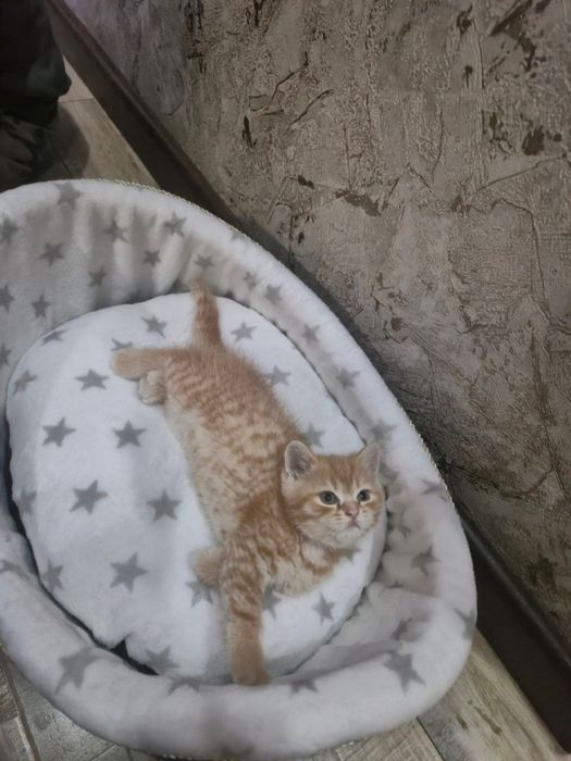 Котята -скотиш страйк, приучены к лотку и едяд корм