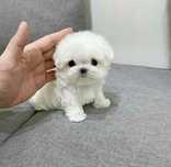 Bichon Maltez Rasa Pura