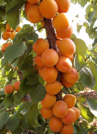 Колонни и Мини овощни дръвчета