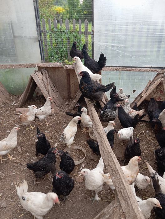 Курочки циплята разных пород