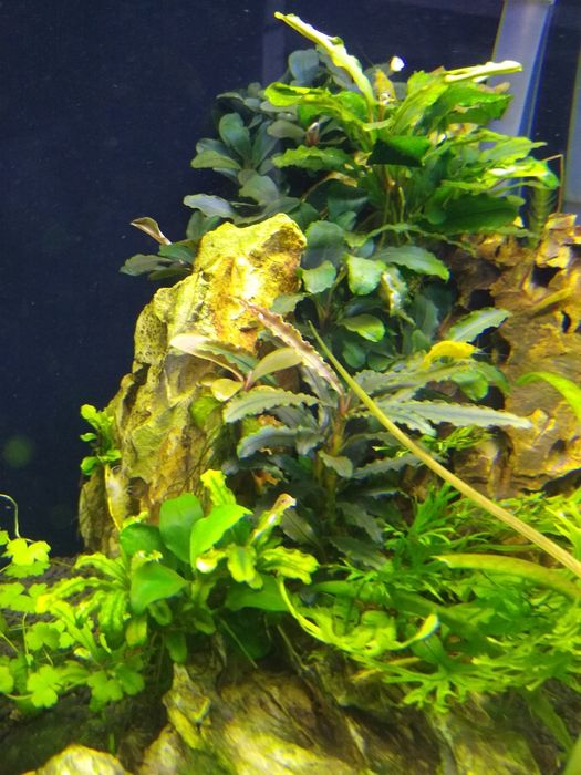 Bucephalandra , bucephalandre acvariu