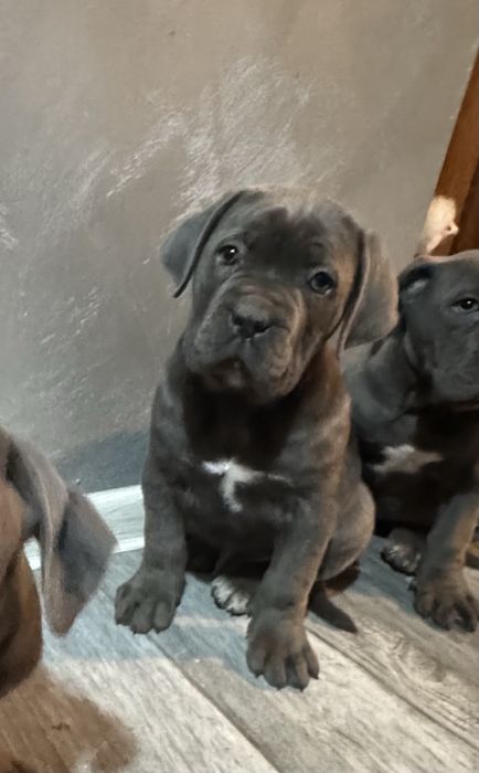 Кане Корсо Cane Corso is  an italiano breed mastiff