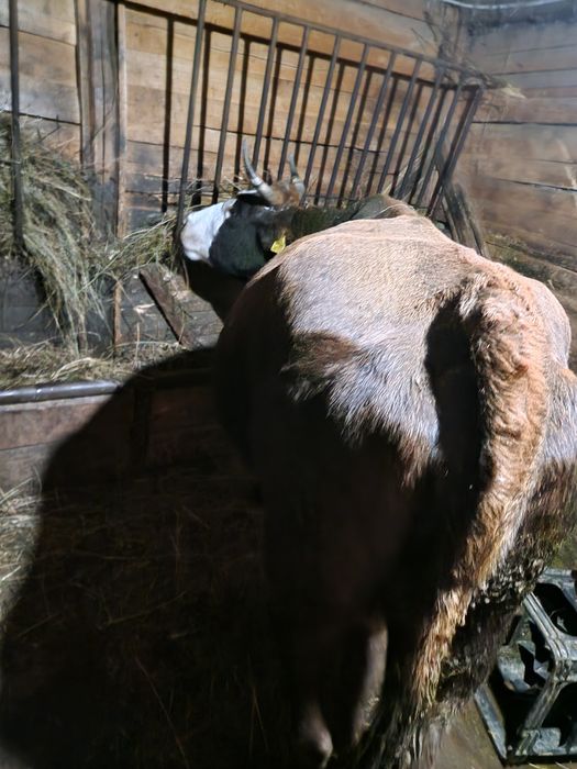 Schimb vacă de a fata în 4 luni juncă la 3 luni și  junca