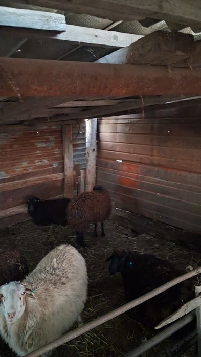 Продаем  баранов