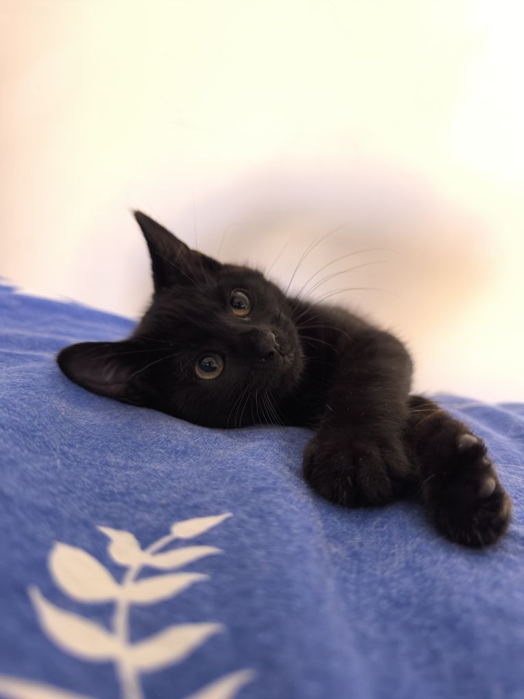 Котенце търси дом