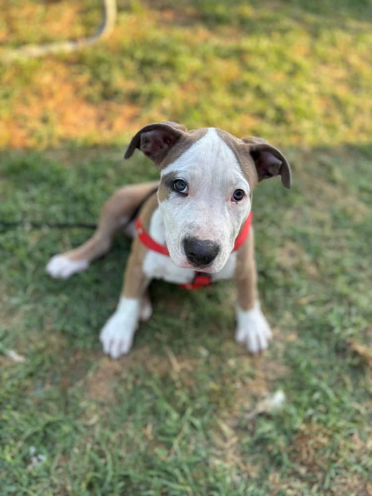 Vand american bully