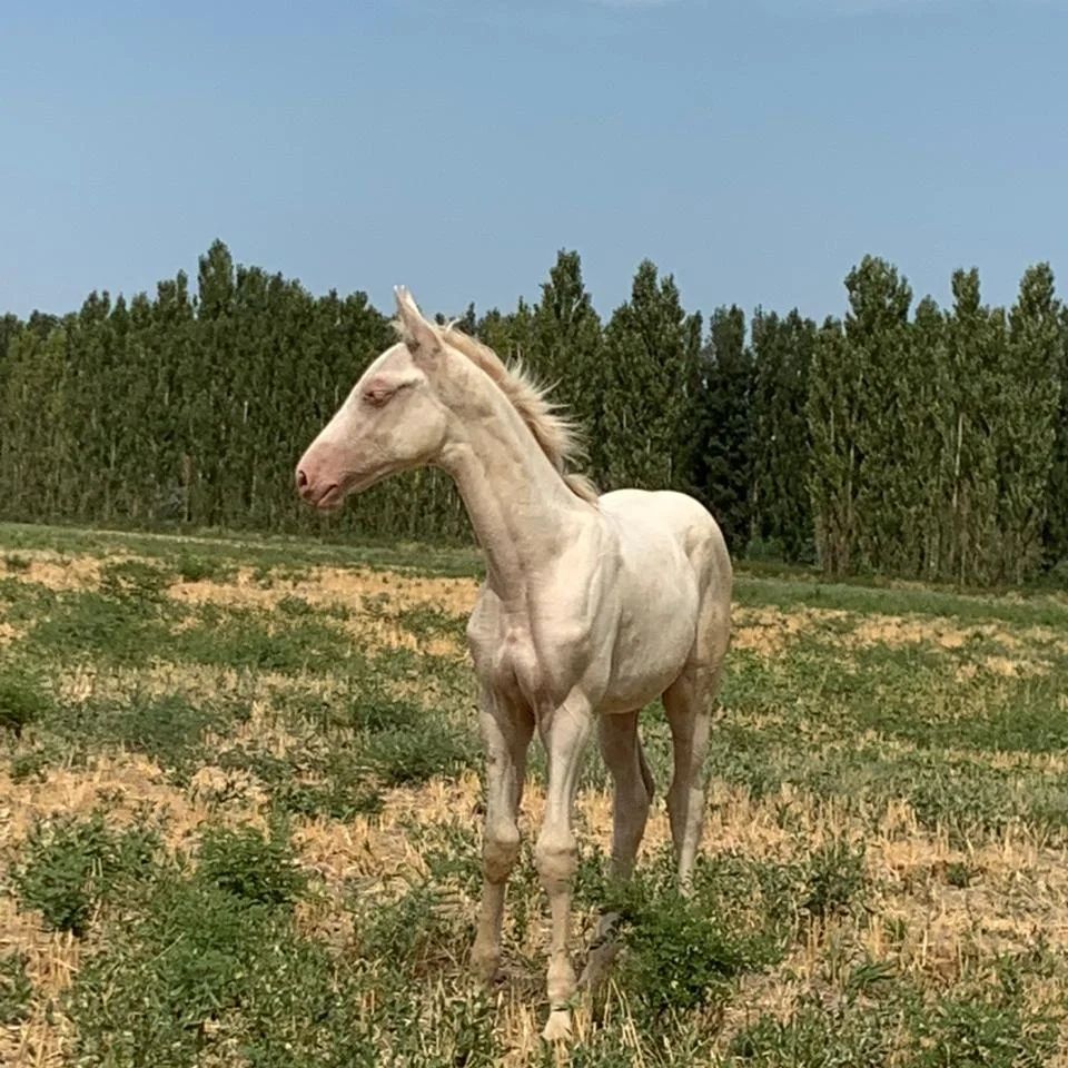 Лошади чистокровной ахалтекинской породы