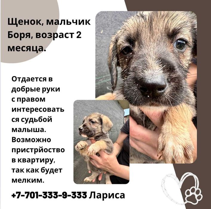 Щенки дворянской породы.