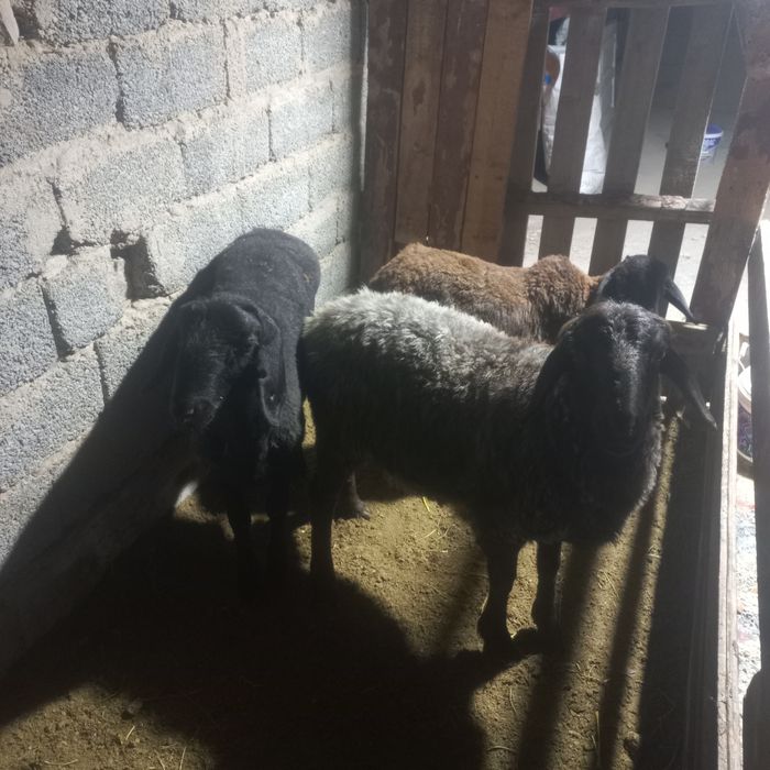 2 токты кошкар сатылады