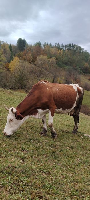 Doua vaci de vanzare