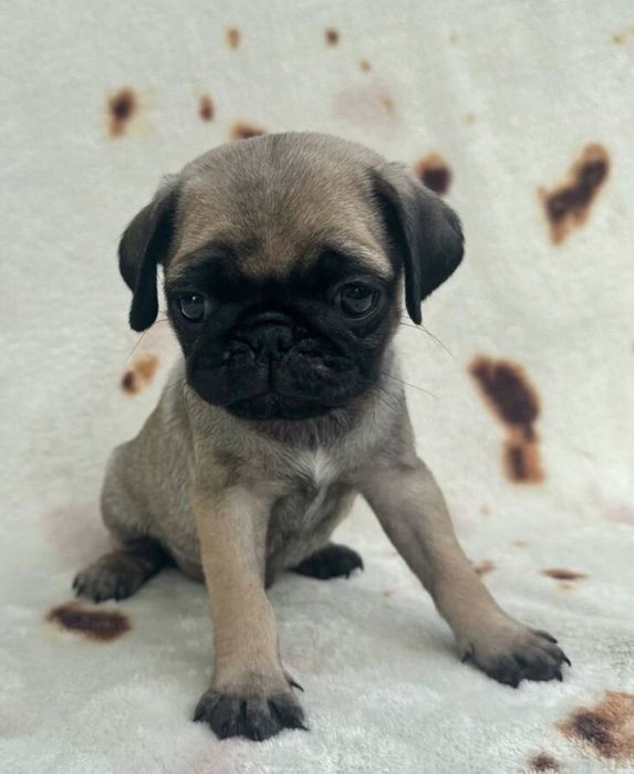 К вам добры Мопс