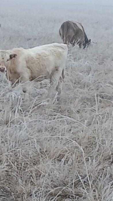 Продам бычков