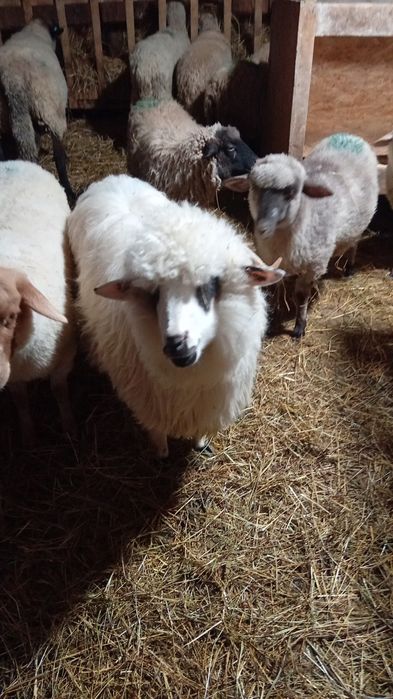 De vânzare  mieluta de anul trecut