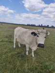 Vaca de vanzare.