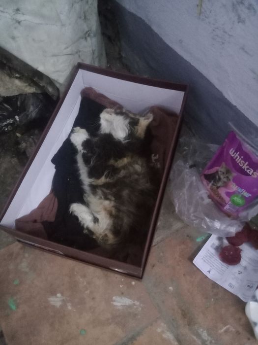 Котёнок в добрые руки