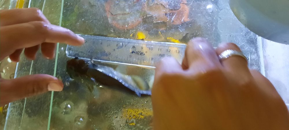 Продаю сома со своего аквариума