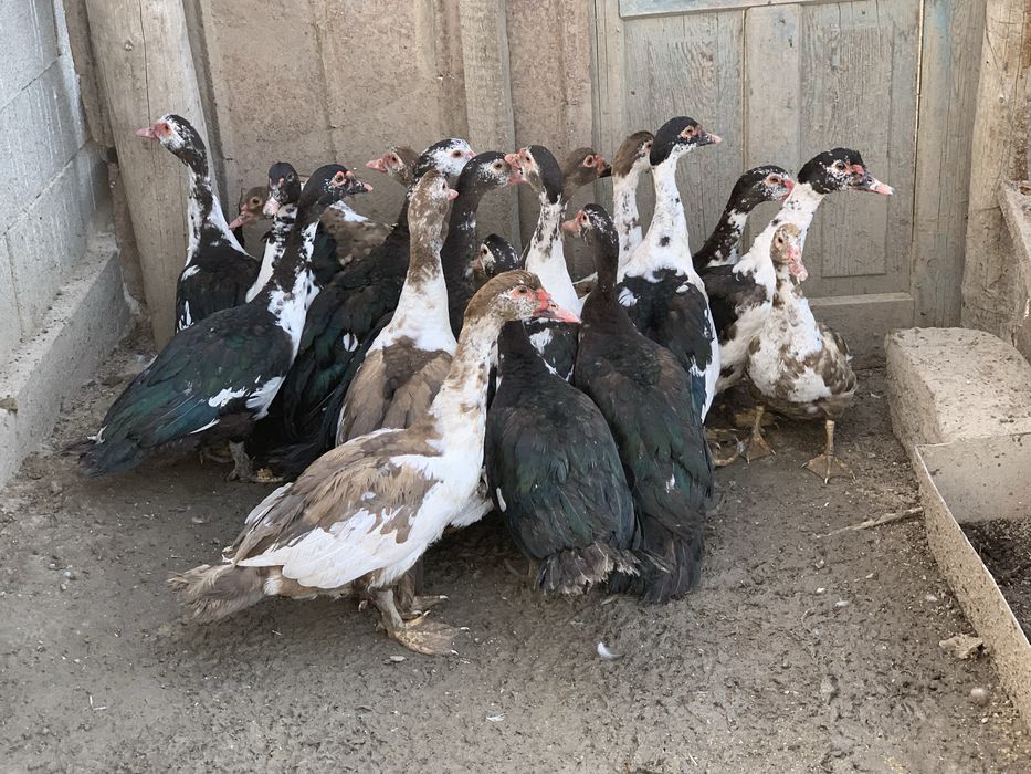 Продам индаутки 17