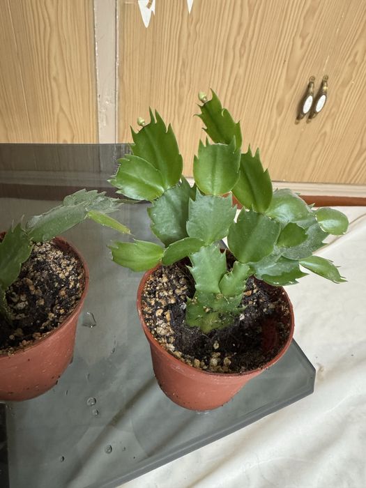 Шлюмбергер (декабристы)