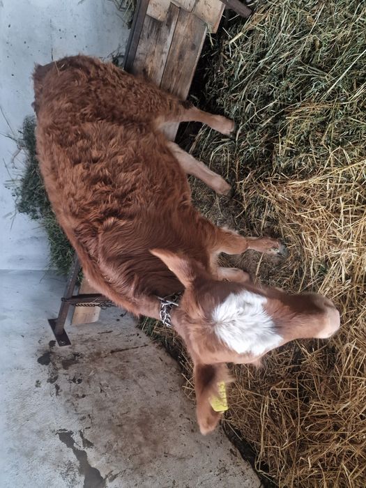 Vitea metis limusine