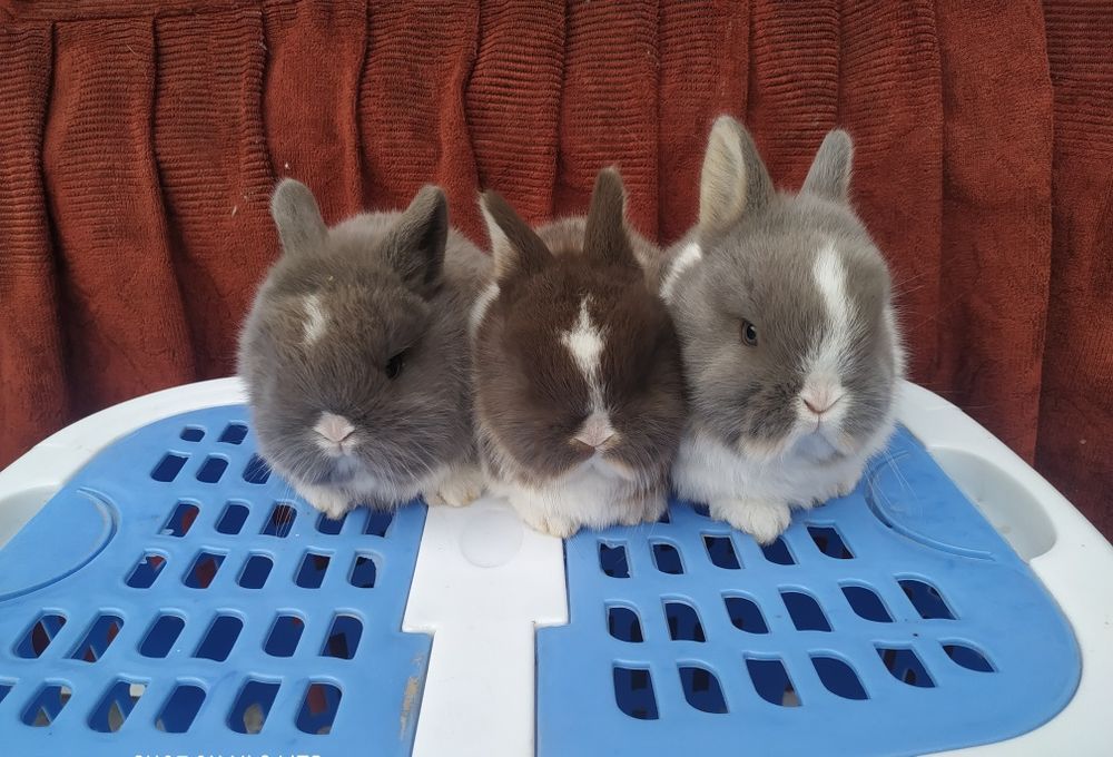 Quyonchalar sotiladi