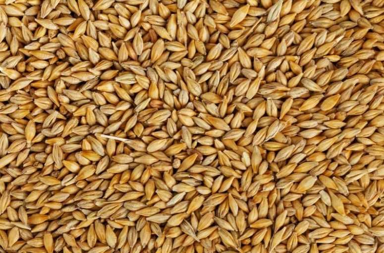 Vand orzoaica de toamna