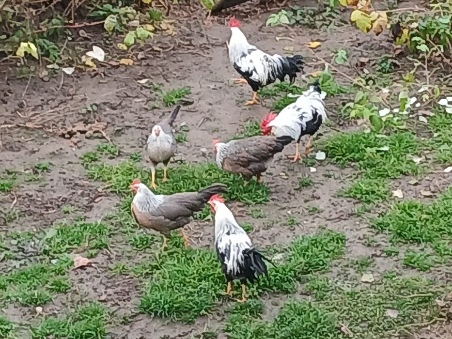 Cocoși Italiana argintie